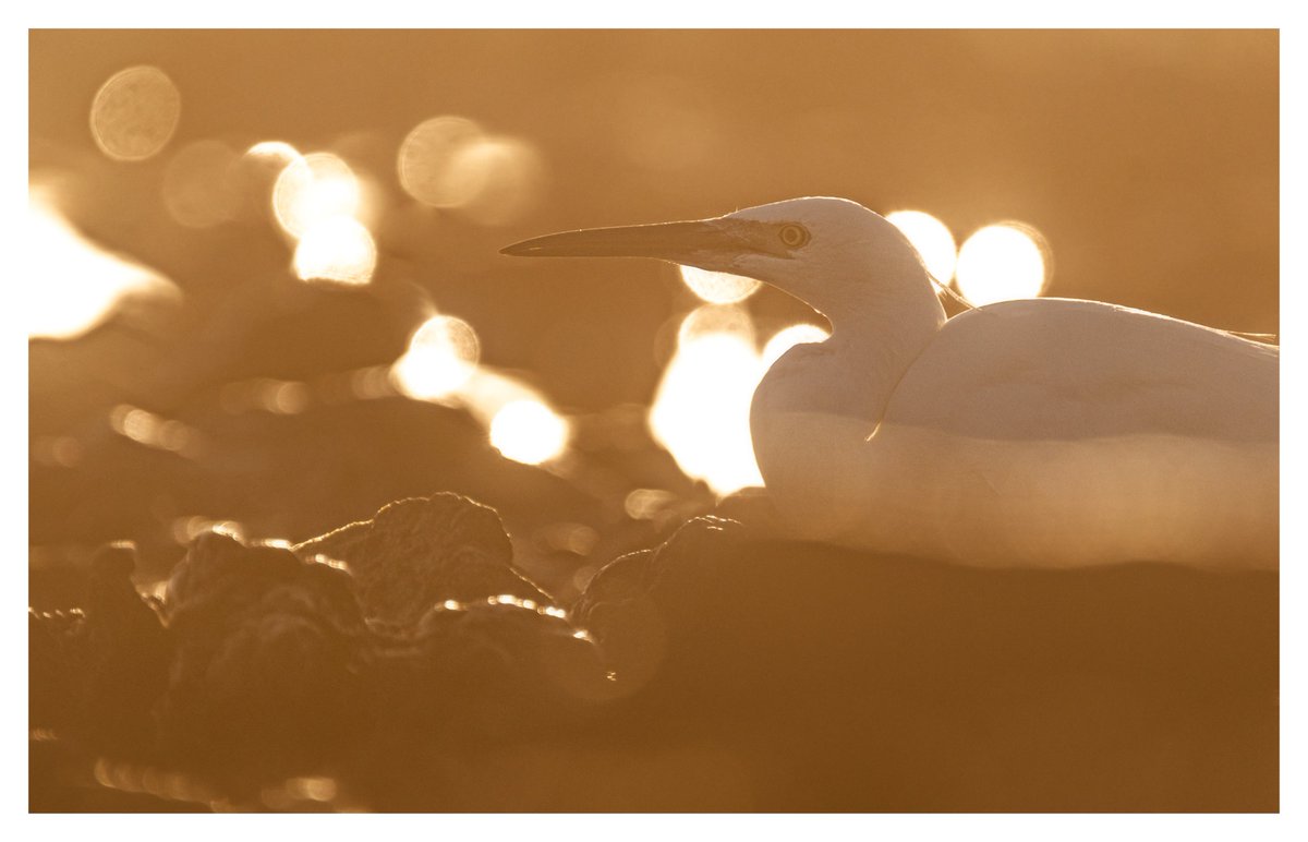 darin_goodsell's tweet photo. Some recent Egret shots #wildlifephotography #birdphotography #wexmondays #birdsoftwitter https://t.co/MHffMMY21K