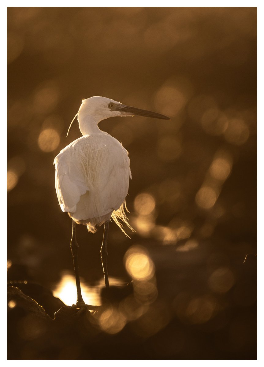 darin_goodsell's tweet photo. Some recent Egret shots #wildlifephotography #birdphotography #wexmondays #birdsoftwitter https://t.co/MHffMMY21K