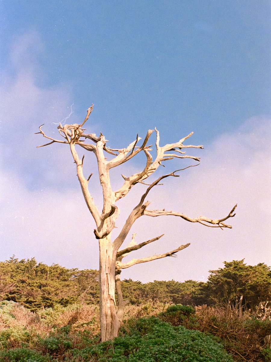 dannygreenmedia's tweet photo. shot on Kodak gold https://t.co/G0lTrChuG0