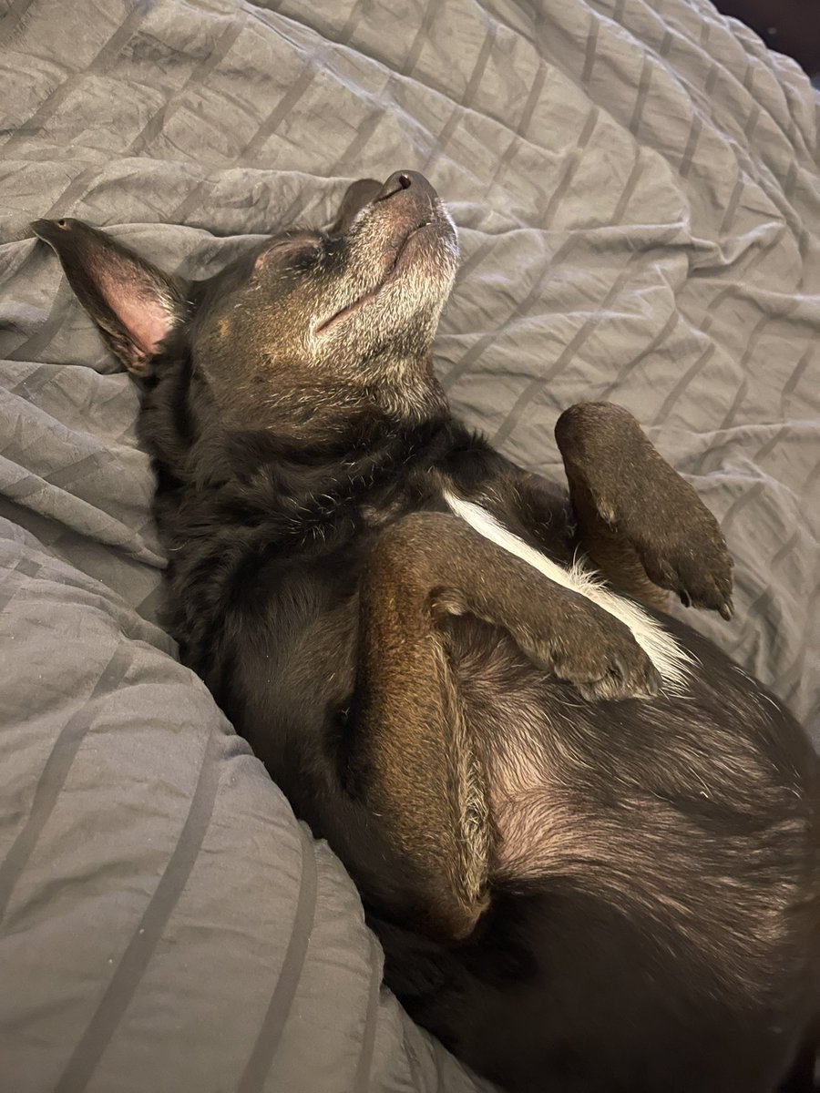 It’s time to post the last pet picture on your camera roll. This is my Boy Scout. When he’s awake, he’s 💯 threat hunter.