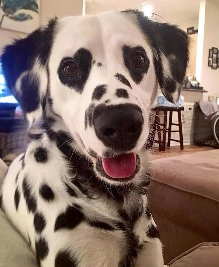 TeslaPromoter's tweet photo. te amo perritos con ojos de corazón https://t.co/iG80MihBPR