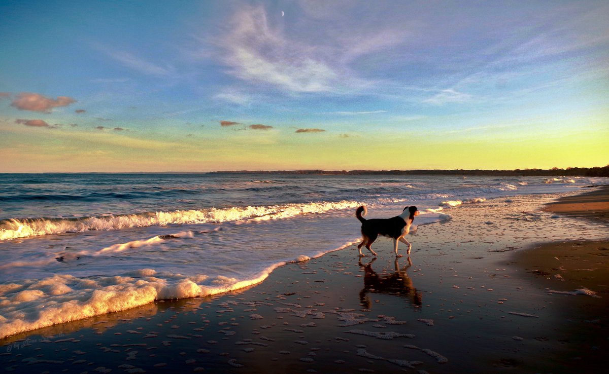 AMY_WORDS's tweet photo. -THE MOON-
Good night my companions
#BalticDogs #Earth #Moon https://t.co/dT6lxxHD8i