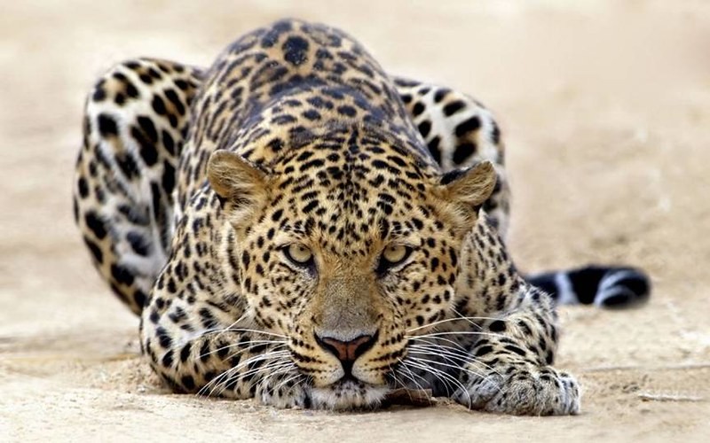 THE LEOPARDS ARE COMING 
SLAVA UKRAINE
HEROYAM SLAVA
 
130 Leopard tanks pledged to Ukraine.