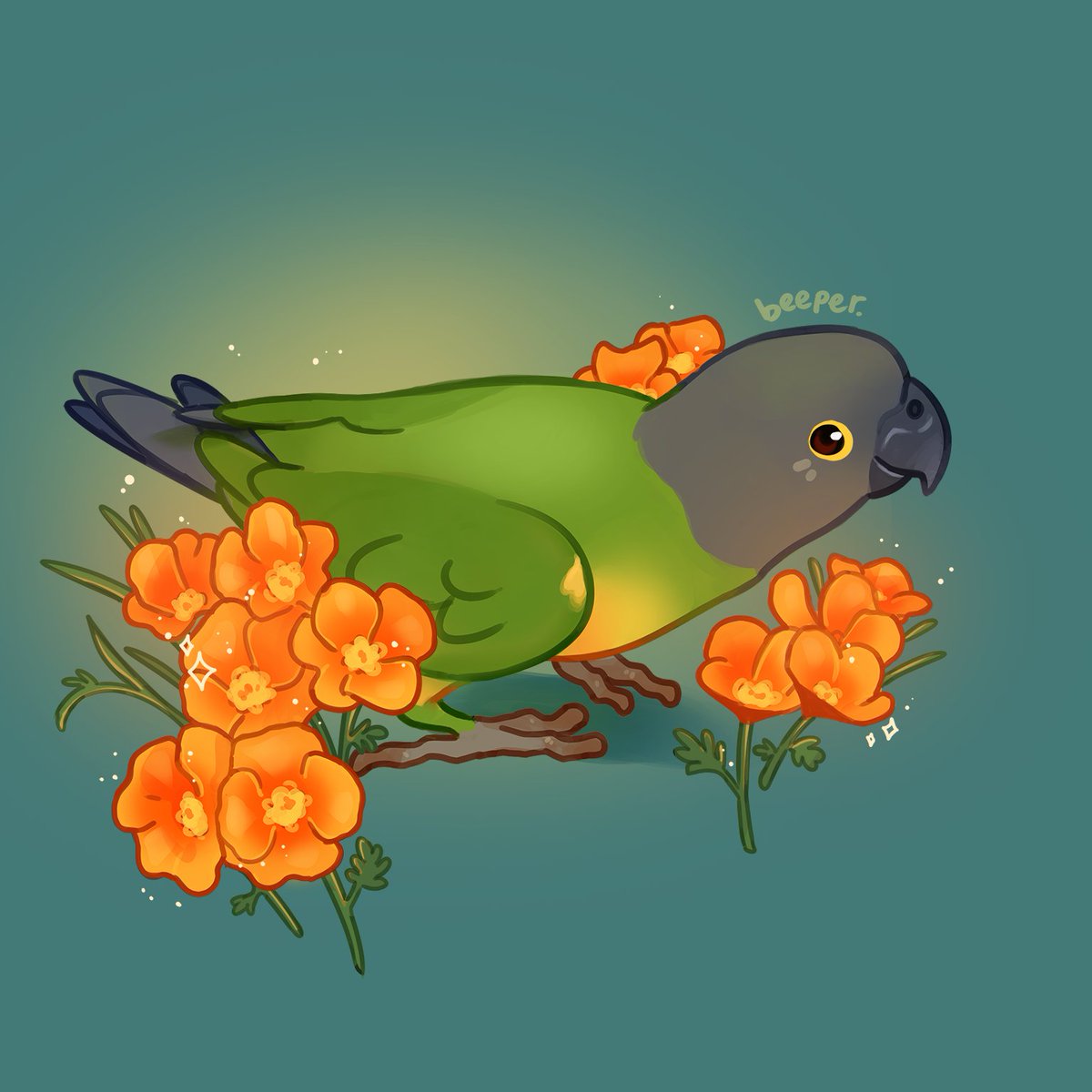 「cheeky senegal with orange poppies!! lat」|beeper.artのイラスト
