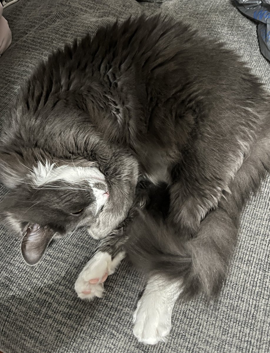 SophGidds's tweet photo. @Neeno_Hoez Merlot (mer mer butt, fluffy beans, mr mer, baby cat, etc) https://t.co/gGz3VPkkQ7