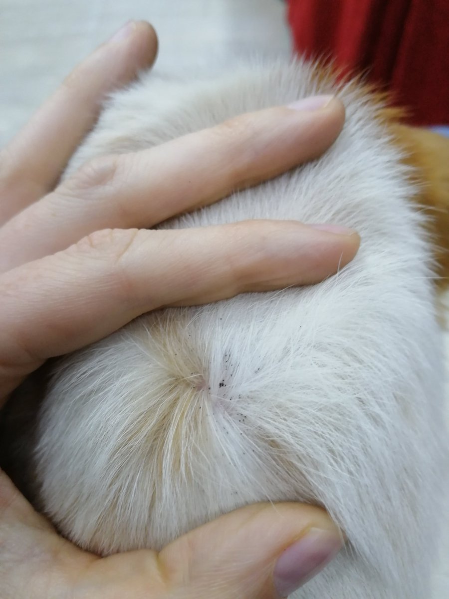 Perrilla abandonada, por lo pronto he llamado a una amiga que dice que tienen casas de acogida, pero en el peor de los casos.... dejo mensaje por aqui por si alguien puede quedarsela, yo no puedo. Granada capital, fotillos aqui