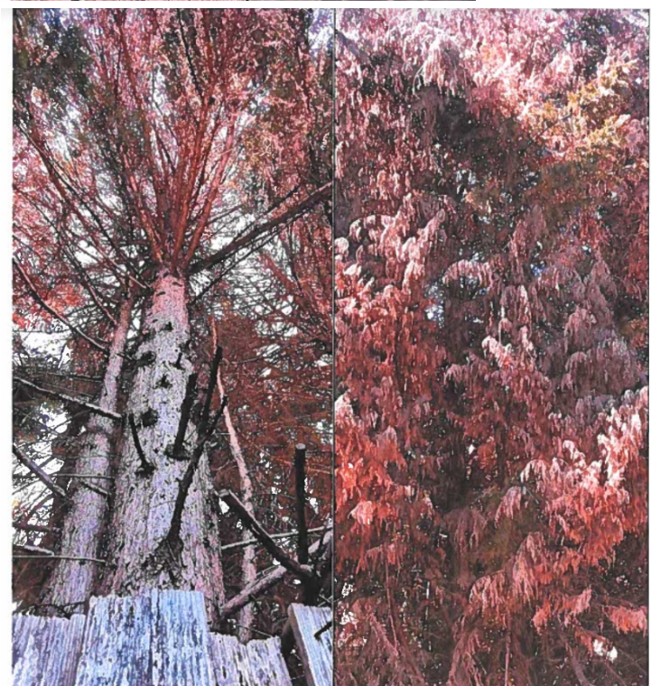 Sally2Miller's tweet photo. update: In "your dead trees, my nightmare" case, tree owner/Amazon staff's shameless victory was to sue victim's ex-spouse! Washington court order victim homeowner to lose for inability to answer (unrelated) questions about ex. #sueplaintiffexspouswin https://t.co/XgBZlCfiNU