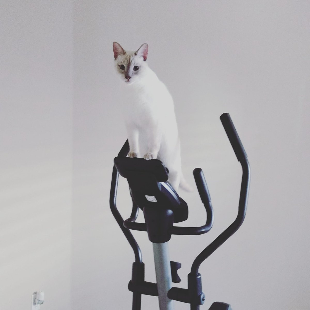 TVsRob_Official's tweet photo. It's Wednesday, the world is burning and we're all doomed ... so here's a picture of a young @CatRyoga climbing on an elliptical machine after @DFWradiogirlie and I put it together. He had to be the first to try it. He's so tiny here. #CatsOfTwitter #DerpyCat https://t.co/uTHHTUZ93k