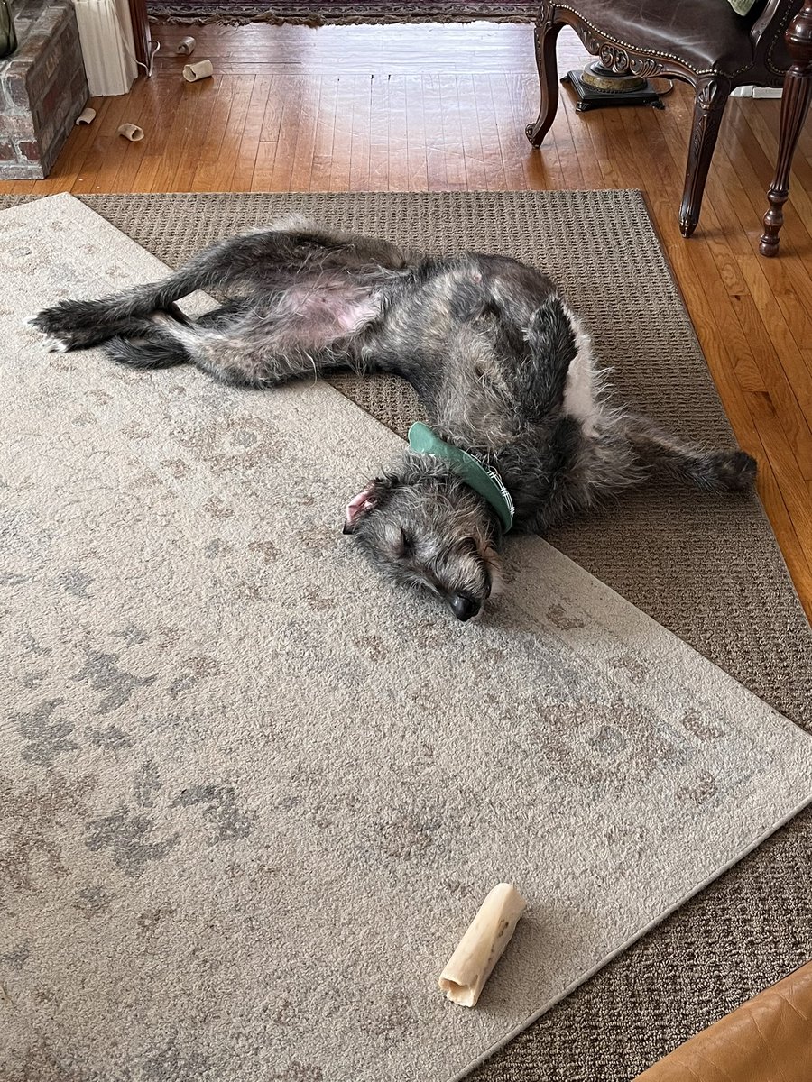 The ‘limbering up for the attack’ yoga pose. #Irishwolfhounds #DogsofTwittter