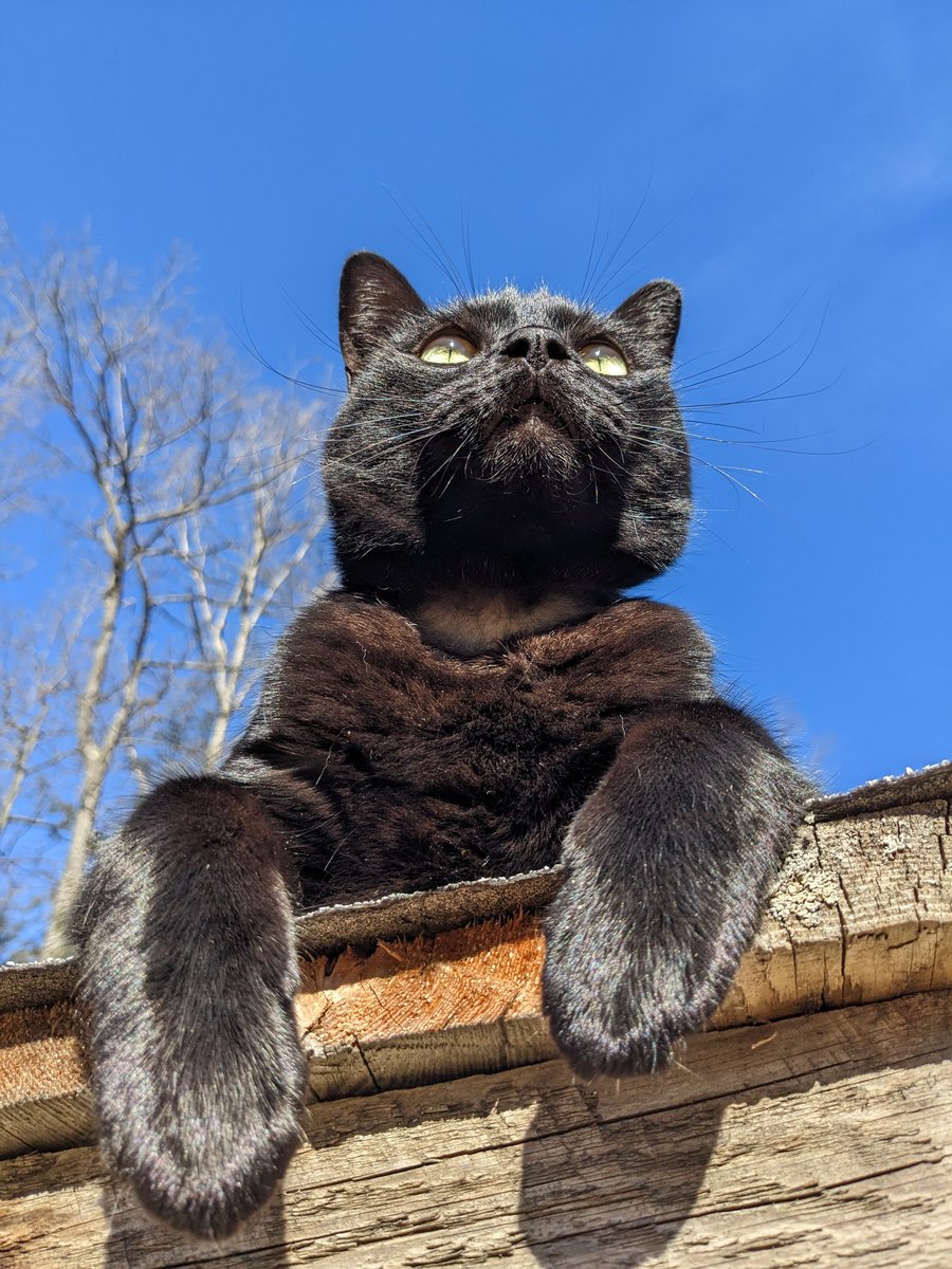 Stacy_bats's tweet photo. This is Binx. #GMMReadyPetGo #readypetgo #mythical #gmm https://t.co/r21yeOskJA