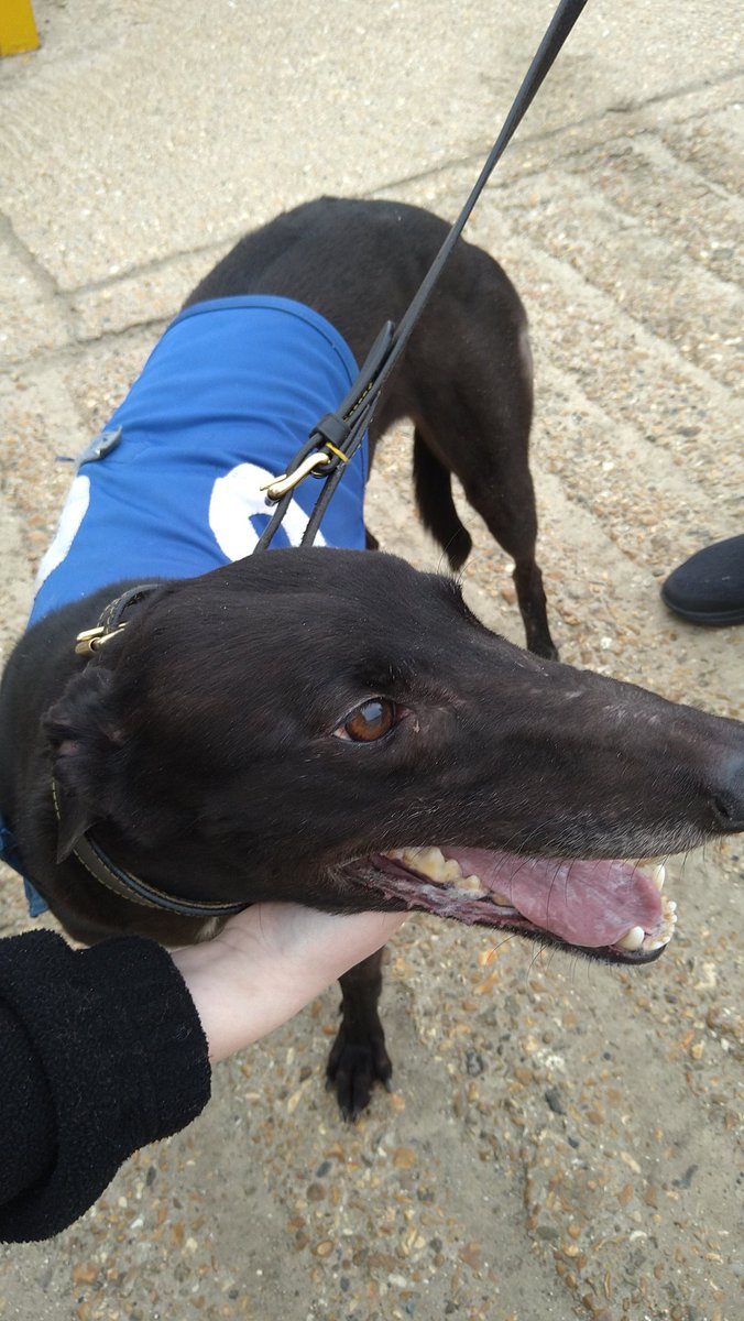 Mj78620570's tweet photo. Fantastic run from Zara (Quarterland Zara) today winning her 2nd race back from injury at 14/1 πΎπ₯°πΎ
#racinggreyhounds
#welovetorun
@HoveGreyhounds https://t.co/Zg4Di1svkb