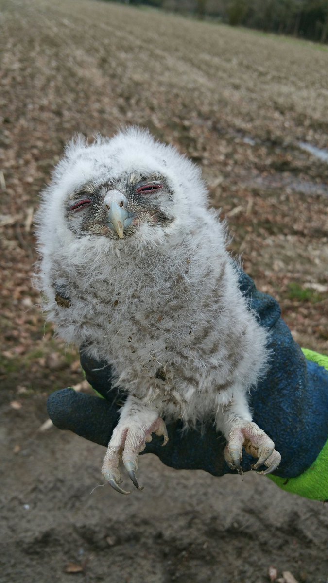 PatrickvLeeuwen's tweet image. De uil van Minerva heeft wat veren moeten laten...😂😂😂
#FVD 
#dikkedoei