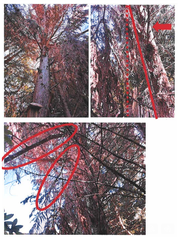 Sally2Miller's tweet photo. update: In "your dead trees, my seven years nightmare" case, tree owner &amp; Amazon staff's shameless victory was to sue victim's ex-spouse! Washington court order victim homeowner to lose for inability to answer (unrelated) questions about ex. #sueplaintiffexspouswin https://t.co/JOmxOAHreh