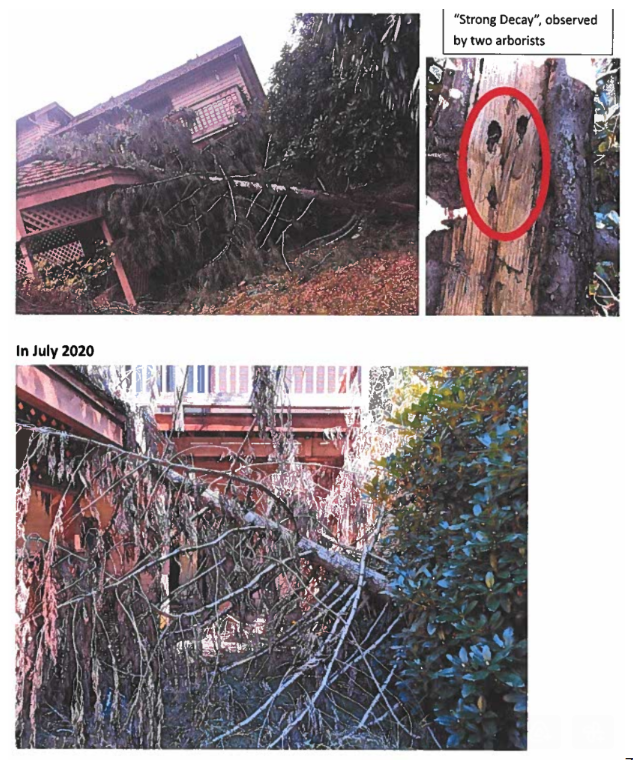 Sally2Miller's tweet photo. update: In "your dead trees, my seven years nightmare" case, tree owner &amp; Amazon staff's shameless victory was to sue victim's ex-spouse! Washington court order victim homeowner to lose for inability to answer (unrelated) questions about ex. #sueplaintiffexspouswin https://t.co/JOmxOAHreh