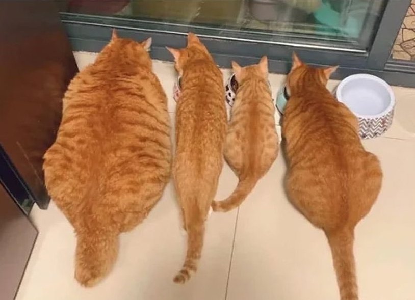 DontShowYourCat's tweet photo. sizing options https://t.co/Z2LvFui9zw