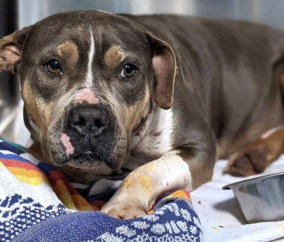reddogsusie's tweet photo. #TN #MEMPHIS
🆘SPECIAL MEDICAL PLEA🆘
Oaks 2yo girl HAS GUNSHOT WOUND/LIMPING/NOT STANDING AT SHELTER This poor girl is v.scared &amp; needs immediate vet care💥MUST EXIT WITH RESCUE BY 2pm 3/17 OR WILL BE EUTHANISED 💥
🔹Rescue🔹Foster🔹Pledge
#MASA21607
https://t.co/cMoGIoFmAL https://t.co/mT9A4MRXyq