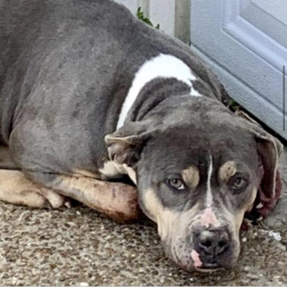 reddogsusie's tweet photo. #TN #MEMPHIS
🆘SPECIAL MEDICAL PLEA🆘
Oaks 2yo girl HAS GUNSHOT WOUND/LIMPING/NOT STANDING AT SHELTER This poor girl is v.scared &amp; needs immediate vet care💥MUST EXIT WITH RESCUE BY 2pm 3/17 OR WILL BE EUTHANISED 💥
🔹Rescue🔹Foster🔹Pledge
#MASA21607
https://t.co/cMoGIoFmAL https://t.co/mT9A4MRXyq