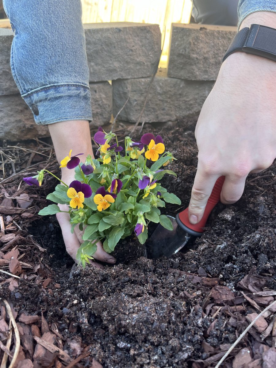 weasel_garden's tweet photo. Experience the joy of planting with the Garden Weasel Trowel! 🌱🌻🌿

Whether you're planting seedlings or bulbs, this versatile tool is designed to make the job quick and easy!

https://t.co/xNcThNY7Te https://t.co/doQaI1Vb1s