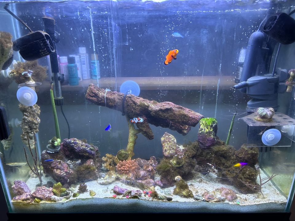 AlgaeBarn's tweet photo. "My favorite product from AlgaeBarn is the pods! My mandarin loves them, they are plentiful and alive. Reefing doesn’t need to cost and arm and a leg, you don’t need the latest and greatest to do this hobby. Just good resources like AlgaeBarn" -Morgan

https://t.co/FLz8SVXepW https://t.co/2mvXipO4HO