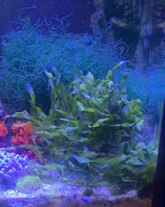 AlgaeBarn's tweet photo. "My favorite product from AlgaeBarn is the pods! My mandarin loves them, they are plentiful and alive. Reefing doesn’t need to cost and arm and a leg, you don’t need the latest and greatest to do this hobby. Just good resources like AlgaeBarn" -Morgan

https://t.co/FLz8SVXepW https://t.co/2mvXipO4HO