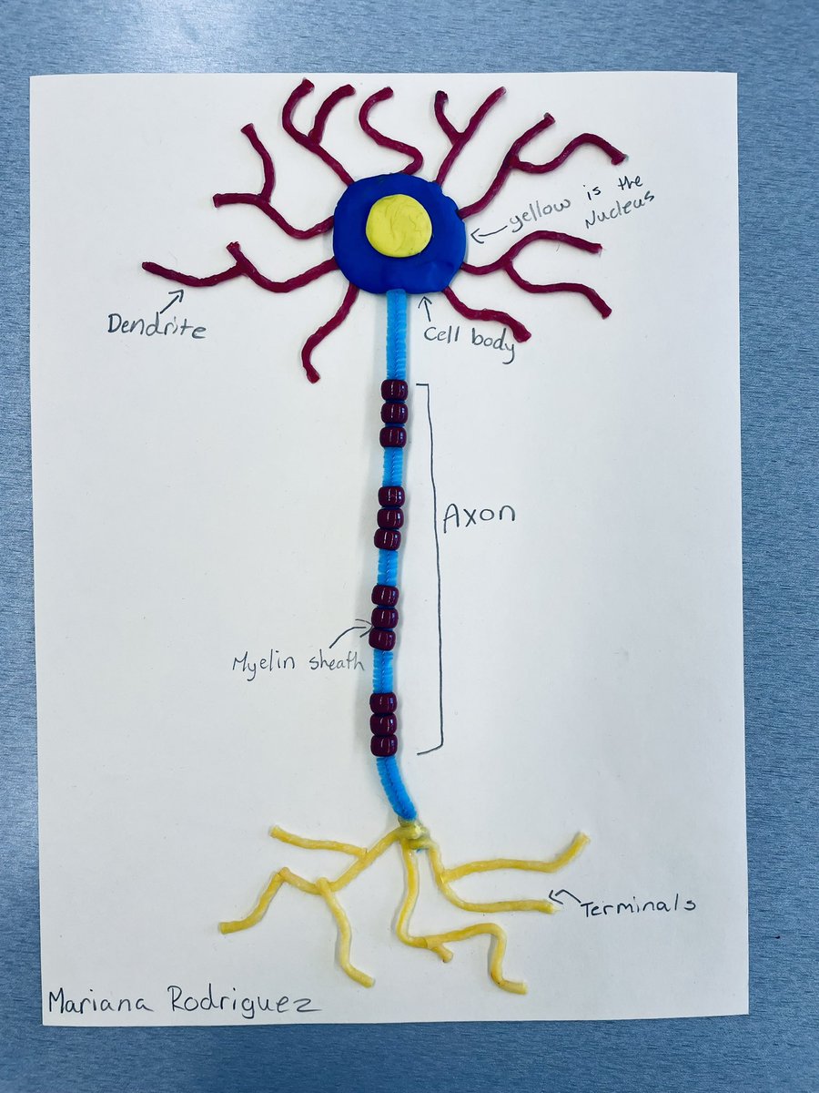 Check out these models of motor neurons our medical detectives made! Next up, explorations of the cerebral cortex!  #biology #neurology