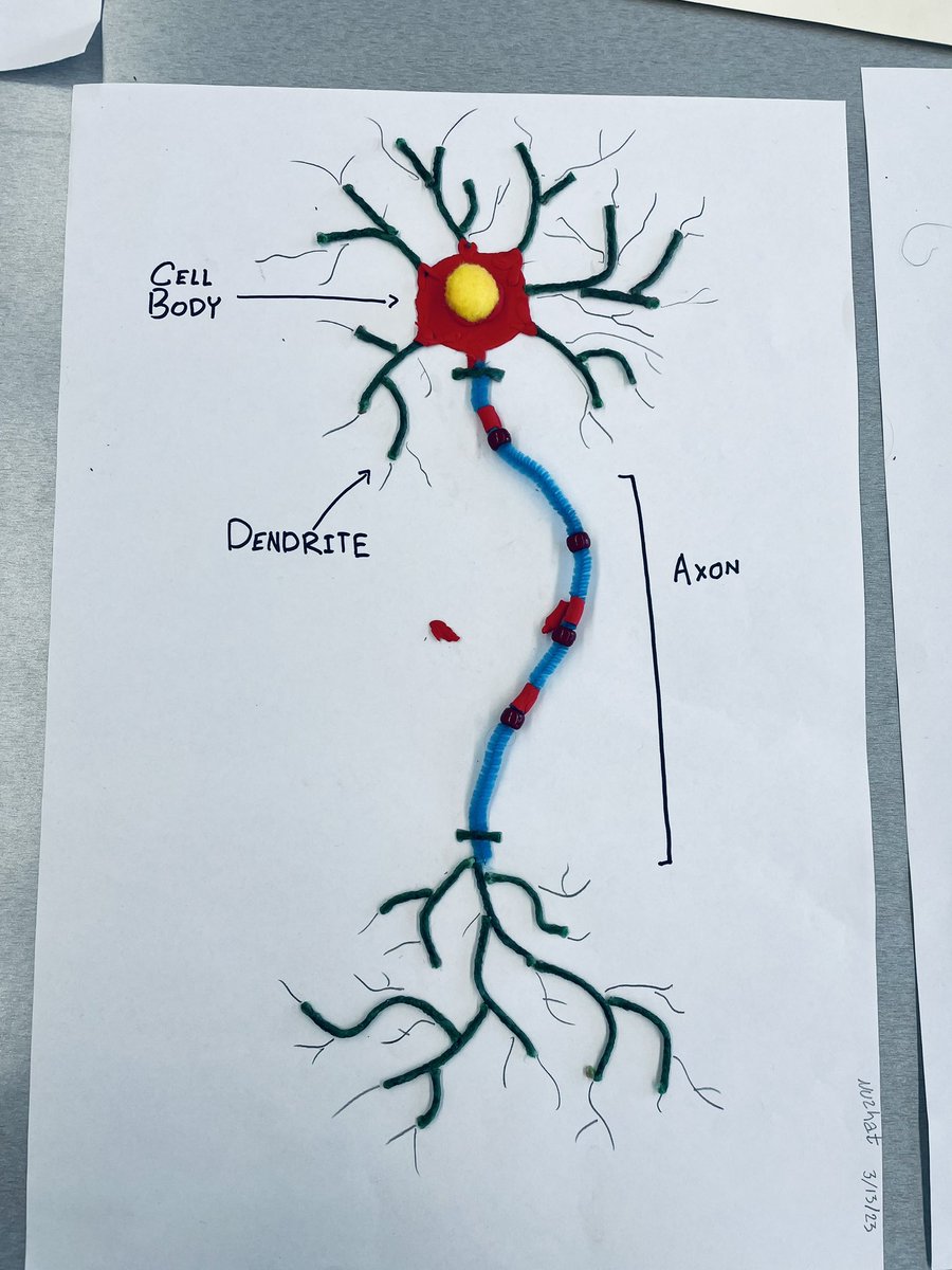 ScienceKurt's tweet photo. Check out these models of motor neurons our medical detectives made! Next up, explorations of the cerebral cortex!  #biology #neurology https://t.co/Y0O1mMM2cD