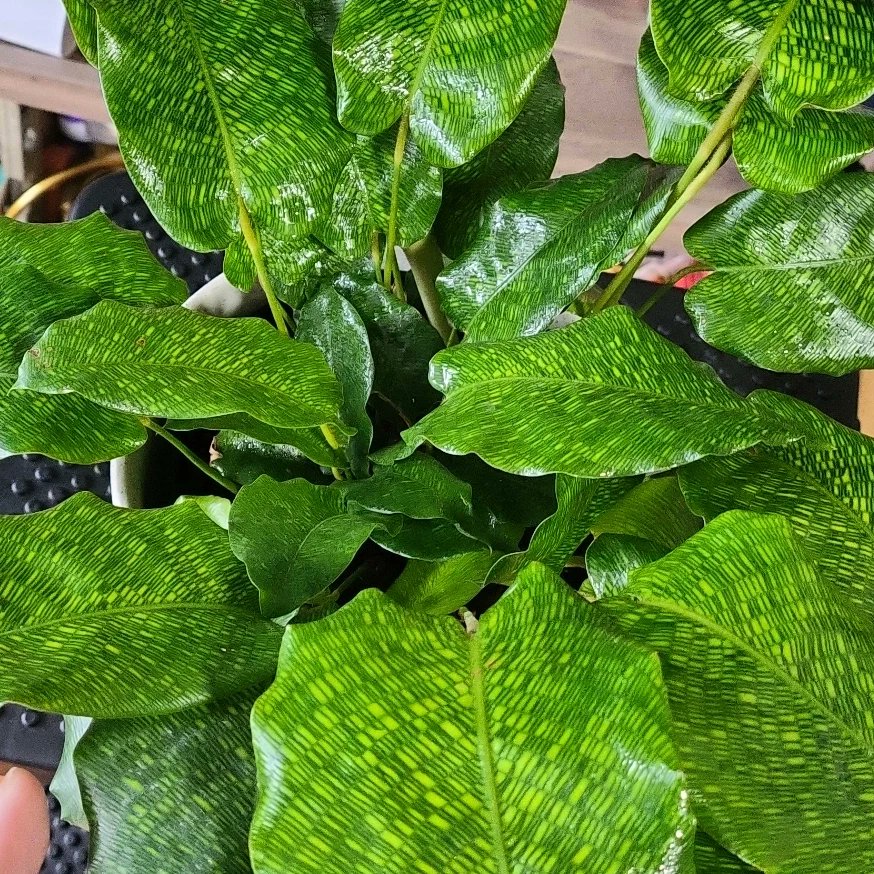 khriscrossing's tweet photo. I got myself a birthday gift 👀🌿#calatheamusaica #plantmom #networkcalathea https://t.co/HYyGwRAUdp