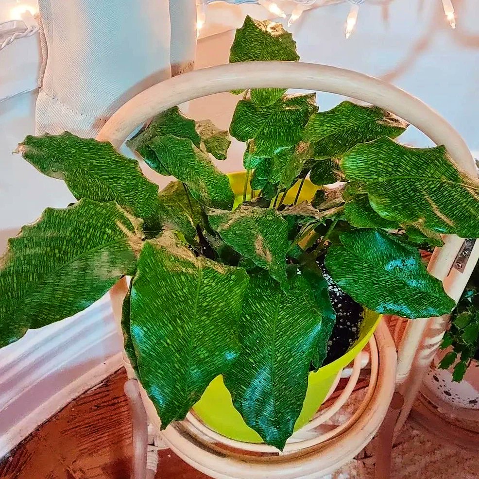 khriscrossing's tweet photo. I got myself a birthday gift 👀🌿#calatheamusaica #plantmom #networkcalathea https://t.co/HYyGwRAUdp