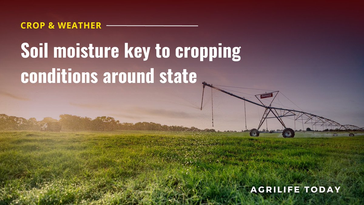 txextension's tweet photo. When it comes to soil moisture, Texas agriculture is divided into “haves” and “have-nots.” #cropandweather #Texasreport #soil #irrigation #moisture
Continue reading at https://t.co/45si6NxrSZ https://t.co/yofrZtmMpu
