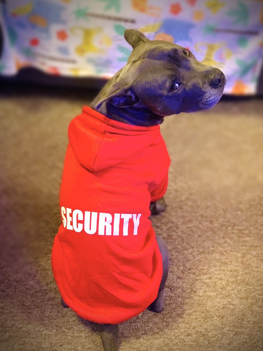 IsaMary2021's tweet image. We are back in Cardiff. Uncle Dan has given me a hoody for my birthday. I love it, it’s so warm, and I feel very important!! ❤️❤️❤️ #IsaMary #SecurityDog #proud #birthdaygift #dog   #dontmesswithIsaMary       @coakled