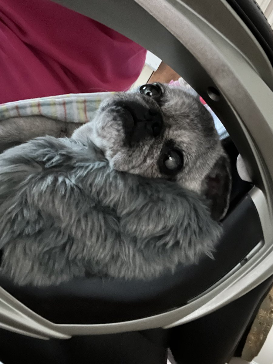 Pia_Pia_the_Pug's tweet photo. Spring forward is still catching up… #pug #springforward #tired #sleepy #puglife #puglove #adorable #sweet #donotdisturb #march #workingfromhomewithpets #toocute #pugsofinstagram @paisleypawscouture #florida @paworiginal https://t.co/TC0ClqBHv7