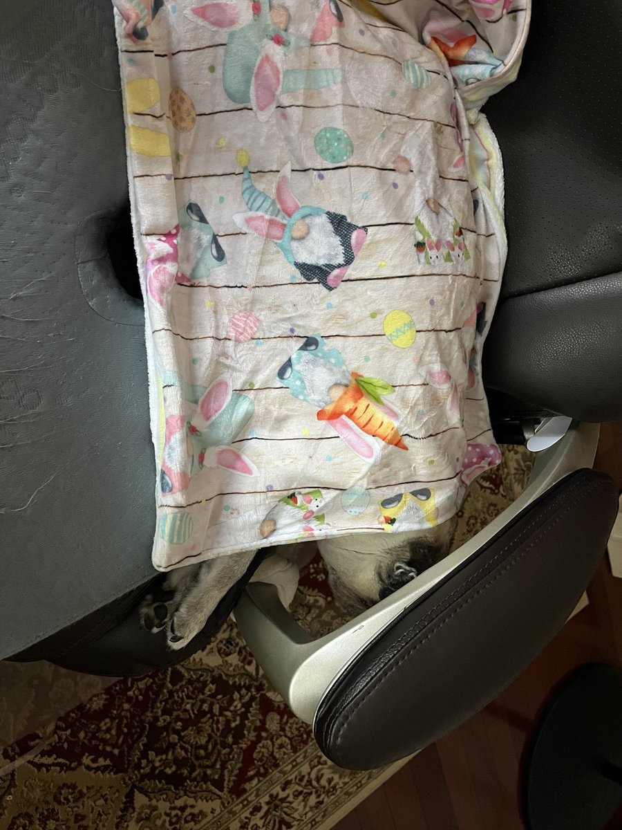 Pia_Pia_the_Pug's tweet photo. Spring forward is still catching up… #pug #springforward #tired #sleepy #puglife #puglove #adorable #sweet #donotdisturb #march #workingfromhomewithpets #toocute #pugsofinstagram @paisleypawscouture #florida @paworiginal https://t.co/TC0ClqBHv7