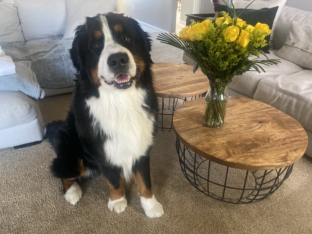 10/10 support team here helping me through the <a href="/AaronRodgers12/">Aaron Rodgers</a> news. 

Thanks for the flowers <a href="/iinsureplf/">Paula Frommeyer</a> 💚💛

&amp; just to really rip off the bandaid I’ll say it…

I “LOVE” the <a href="/packers/">Green Bay Packers</a> ❤️🧀
