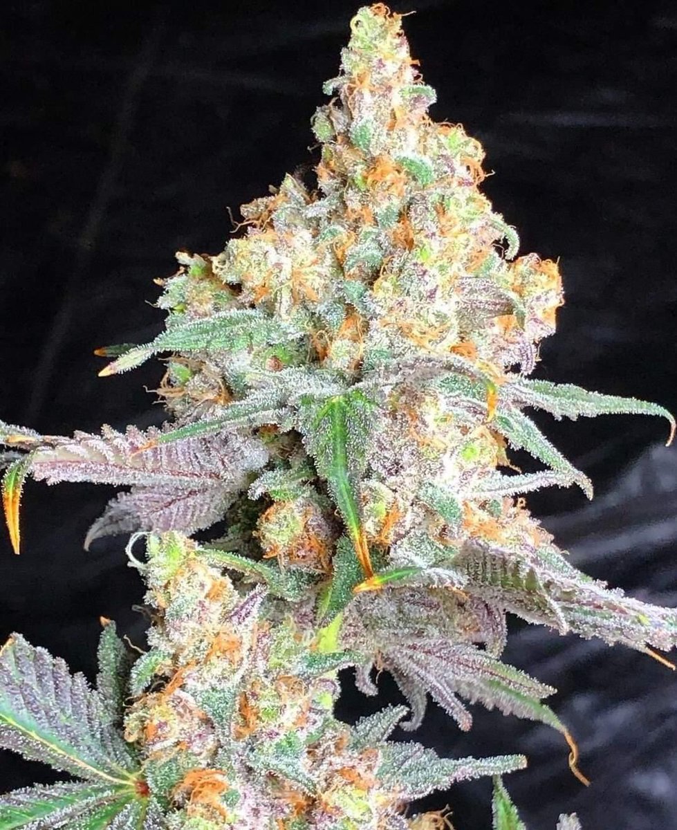 TheSeedPlug's tweet photo. Strain: Fruity Pebbles 

Buy Here: https://t.co/a9FVMiEMp8

#theseedplug #cannabisgrower #stonerchicks #growyourown https://t.co/cFoFjxwgLt