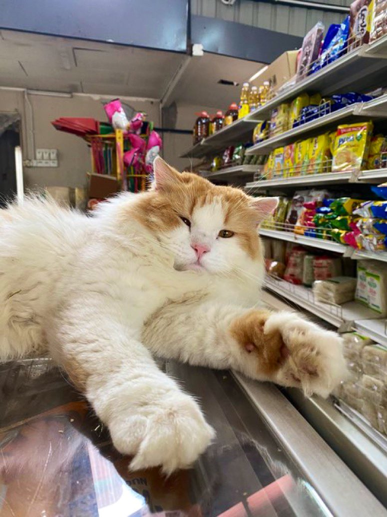 Bodega Cats tweet media