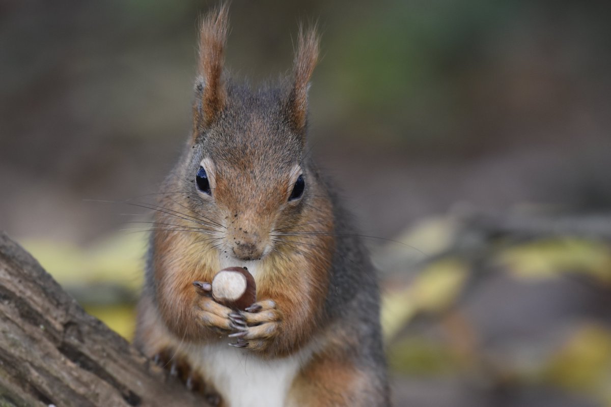 Please sign the petition to the Senedd to Fund vaccine research to help combat the deadly Squirrelpox virus. This virus is carried by the invasive grey squirrels and is harmless to them but fatal for our native Reds.
petitions.senedd.wales/petitions/2453…