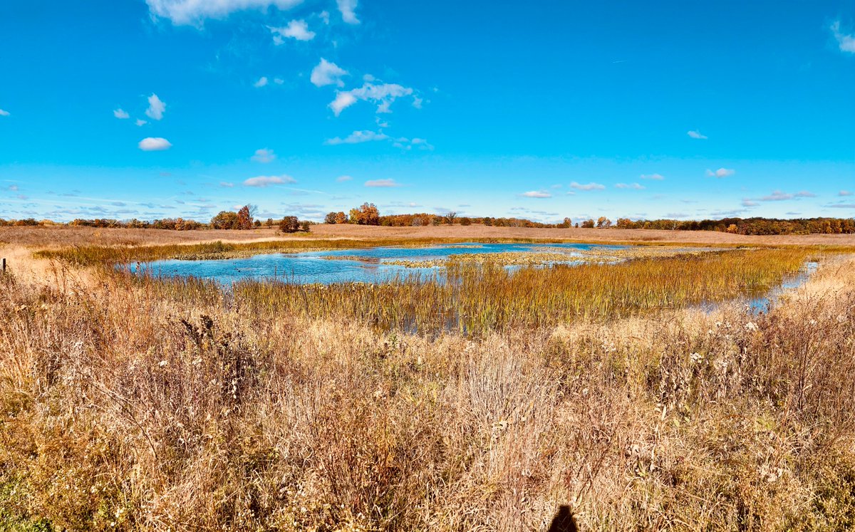 Wetlands...

🦆 Provide habitat for waterfowl and shorebirds

💧 Act as natural water filters and reduce flooding

☁️ Sequester carbon (even more than forests)

If you appreciate #wetlands, you may wish to give to my new film, FLUDDLES: 

▶️ turnstoneimpact.com/fluddles.html