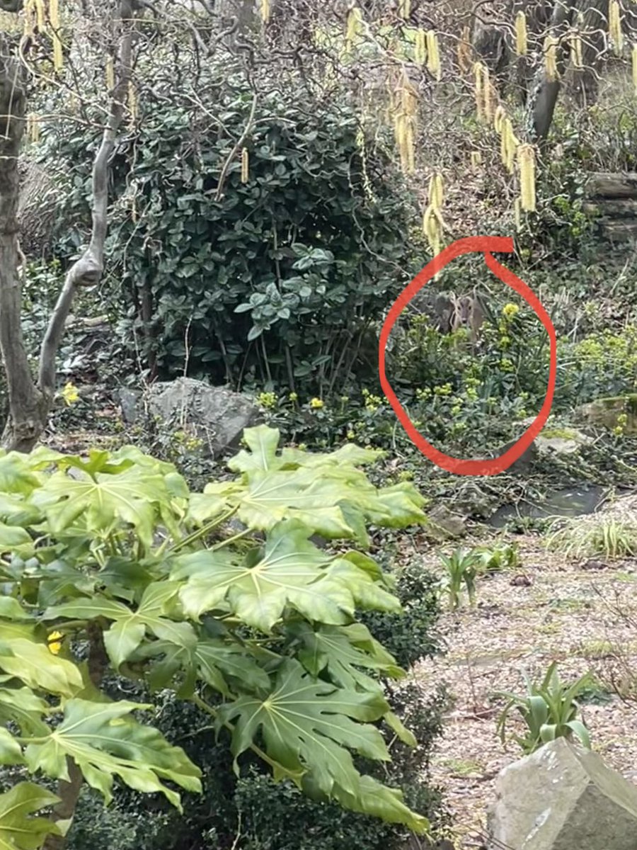 Truly amazing campus <a href="/lborouniversity/">Loughborough University</a>  look what I spotted today from a window 🪟#muntjac 🤩