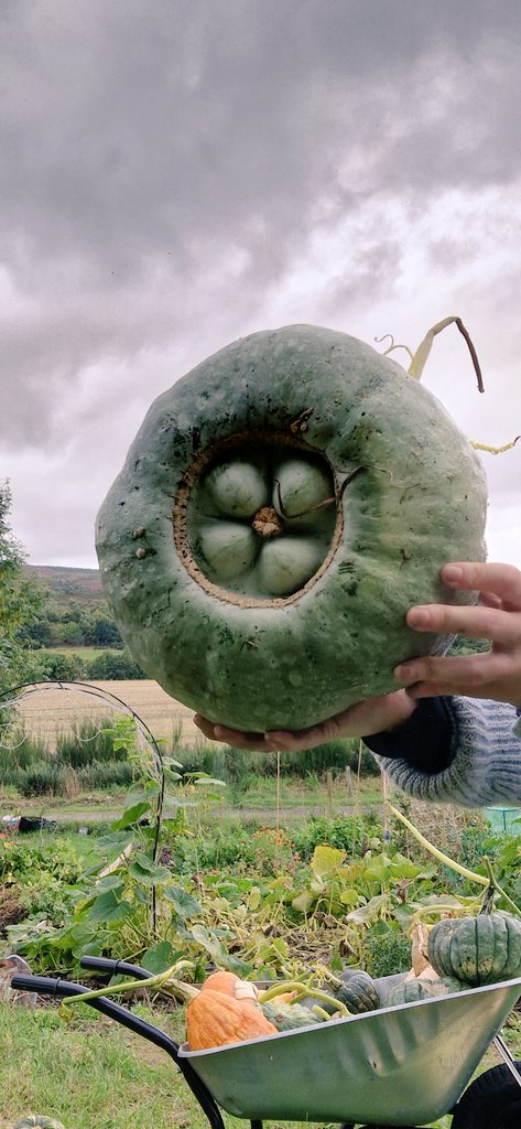 What pumpkins are you growing this year?
Last years harvest was great so I'm hoping for the same this year. 
.
#gardentwitter #scottishgardening #highlands