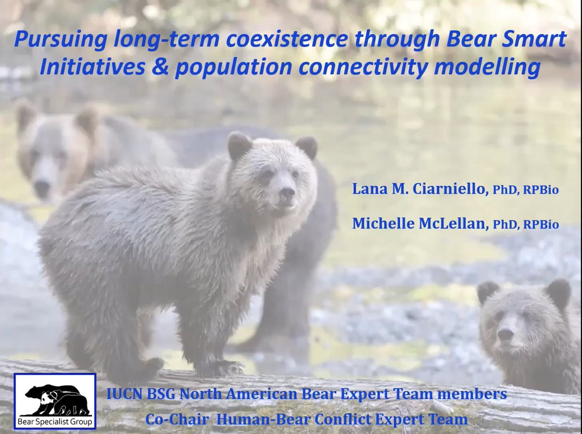 WEBINAR: “Pursuing long-term coexistence through Bear Smart Initiatives and population connectivity modelling” by @LanaCiarniello @Jennygoer for the IUCN’s North American Bear Expert Team 🐻 youtu.be/1tAZ8xpvsKs