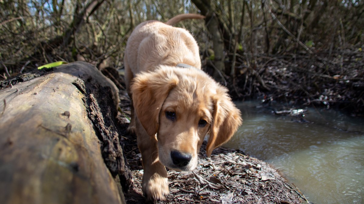 Exploring the #coventrycanal near #thedumbles in #nuneaton #goldenretriever #dogsoftwitter #puppyphotos #goldenretrieverpuppy #lifesbetterbywater #boatsthattweet #redmoonshine