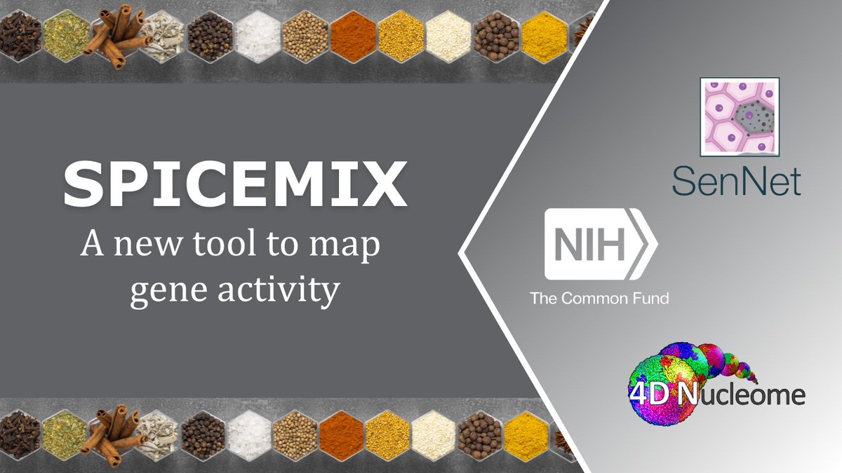 NIH_CommonFund's tweet photo. Combine the technological advancements of #4DNucleome w/ #SenNet's need to locate unique cell types in tissues &amp; you get SPICEMIX! See how this computational method can help identify cell types &amp; why it matters for understanding #ChronicDiseases of #aging: https://t.co/55QBA31fFy https://t.co/YJpOKZkq5o