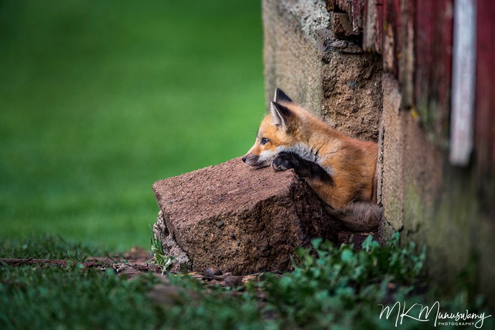 Early morning - Relax and watch the scenery!
.
.
.
#wildlifephotography #redfox #foxlife #animalsofinstagram #animalovers #bbcwildlife #foxes_club #planet_of_animals #foxeyes #midwestphotographer #urbanphotography #all_animals_addiction #driftless #iowaoutdoors #Nature