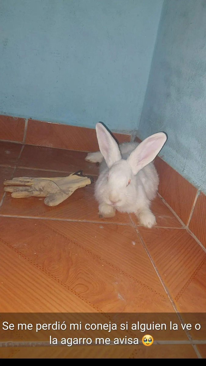 Gabii_b09's tweet photo. Se me perdió mi coneja si alguien la agarro o la vio me avisa 🥲 
En la calle parera y metileo en una esquina https://t.co/Gl8iZVnsGC