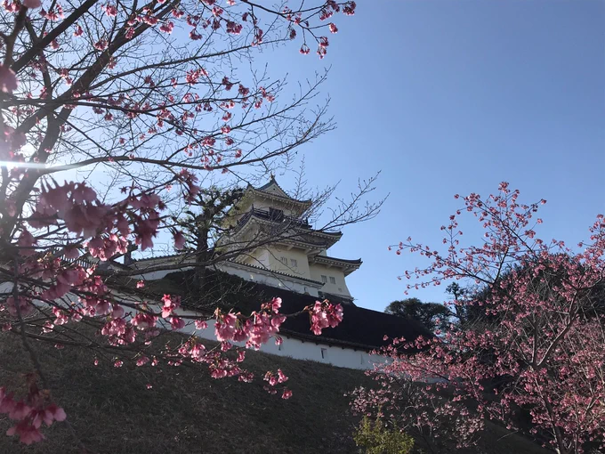 おはようございます桜