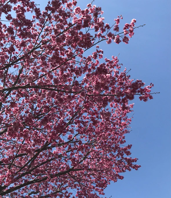 おはようございます桜