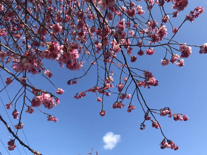 おはようございます桜