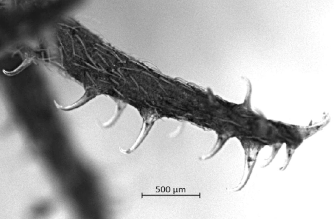 Hitchhiker plants inspire improved techniques for reattaching tendon to bone. engineering.wustl.edu/news/2023/Hitc…