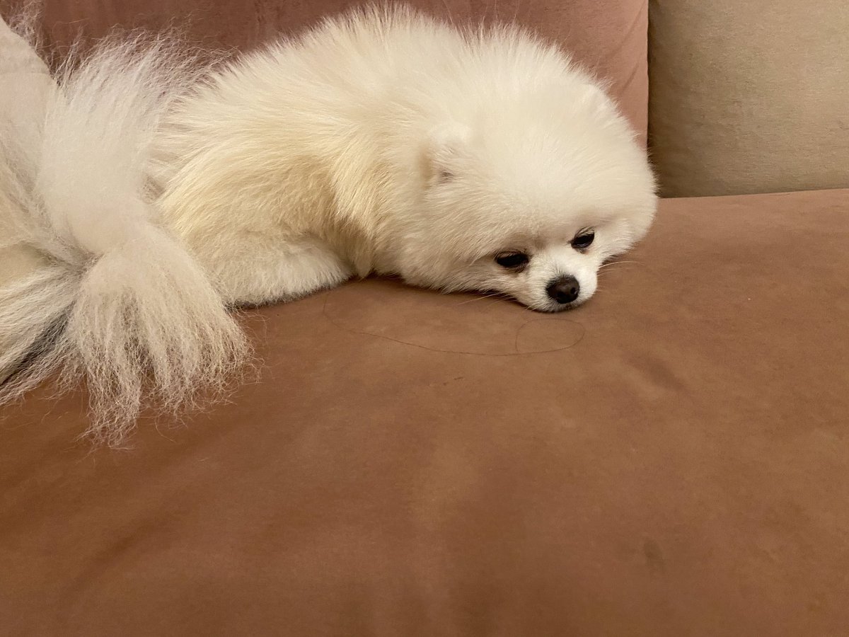 哀愁が漂ってる〜😍✨✨
散歩の後は飼い主もラルドもこうなります！！笑