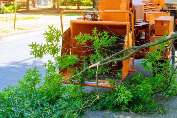 TheTreeDoctor4's tweet photo. Survey Question: When did you most recently use our tree services, if you can recall? What did you have us do for you at that time? https://t.co/Q7VUFbd9rZ